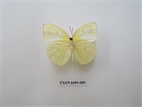 藏品(遷粉蝶)的圖片